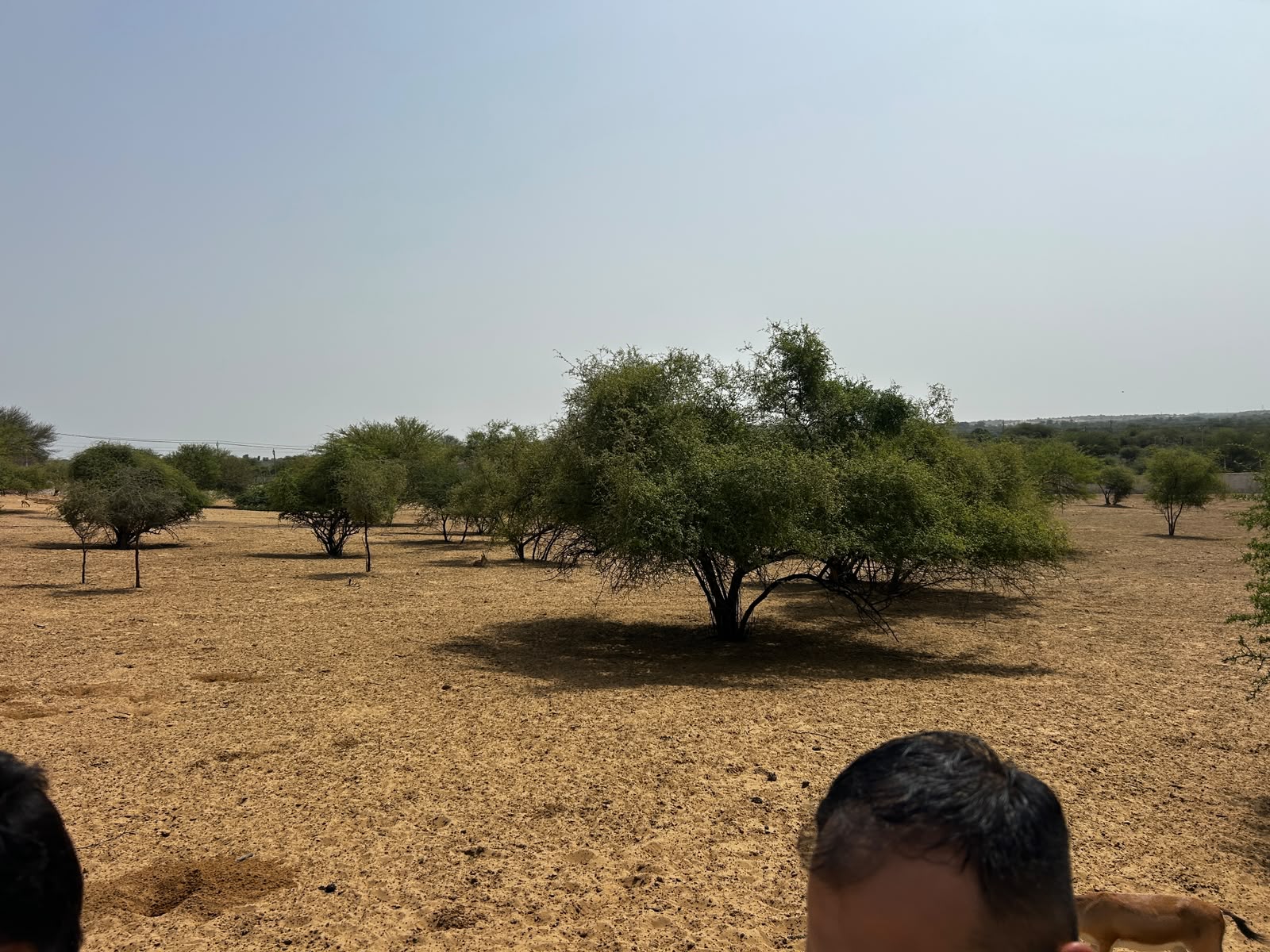 Green trees spread across the sandy land — Mukam (Bikaner)