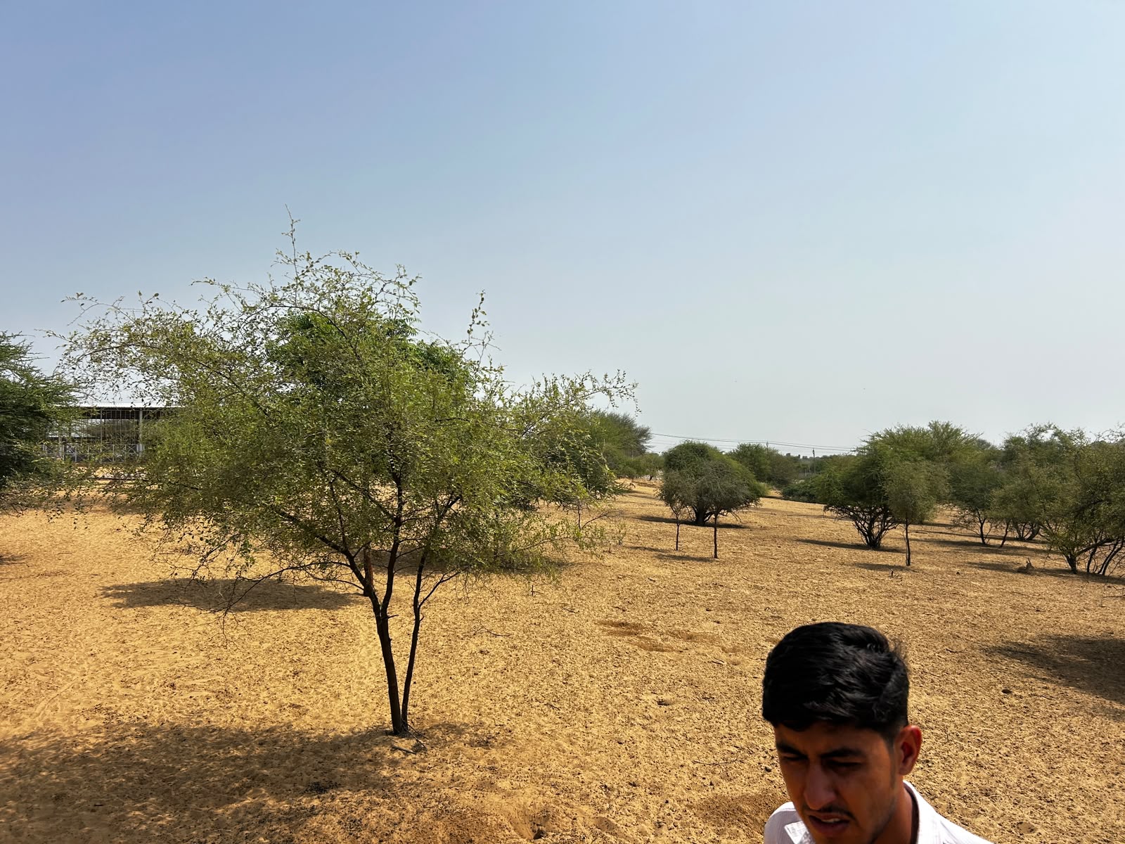 A ber (jujube) tree growing in the desert soil