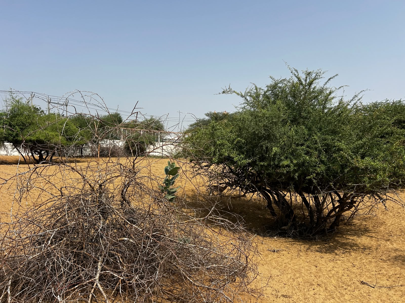 Dried shrubs at the project site