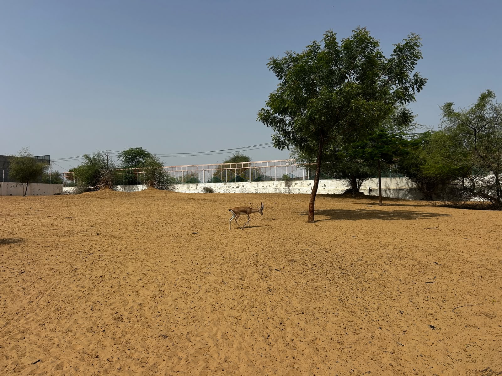 A chinkara roaming the open ground at the project site