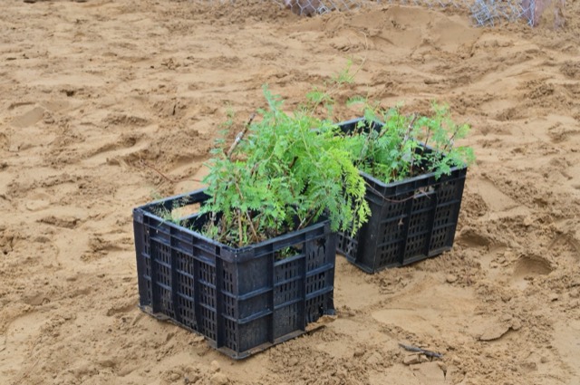 Plantation Drive - Photo 8