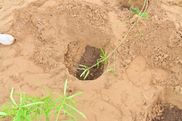 Plantation Drive - Photo 35