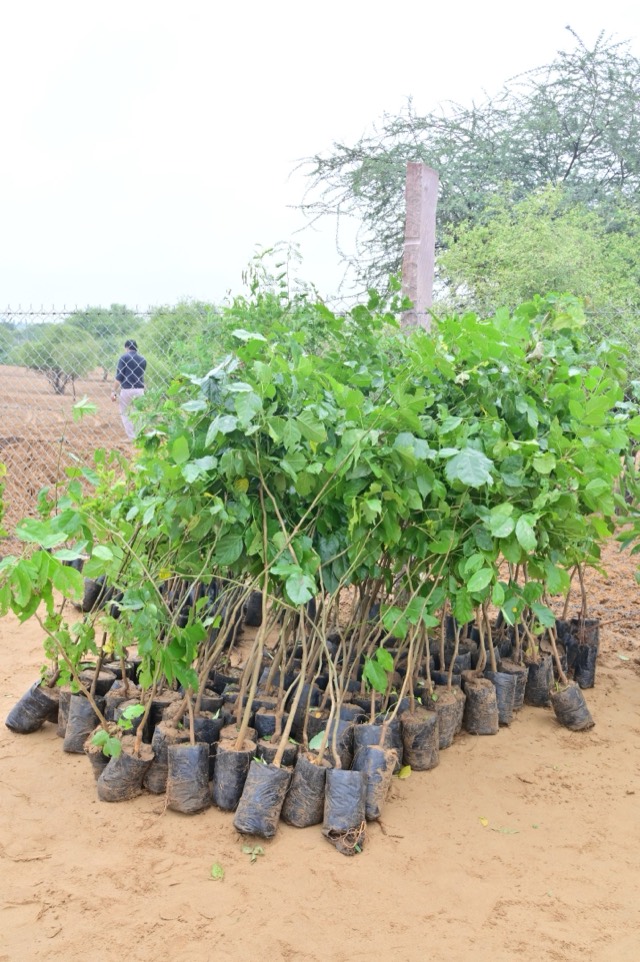 Plantation Drive - Photo 116