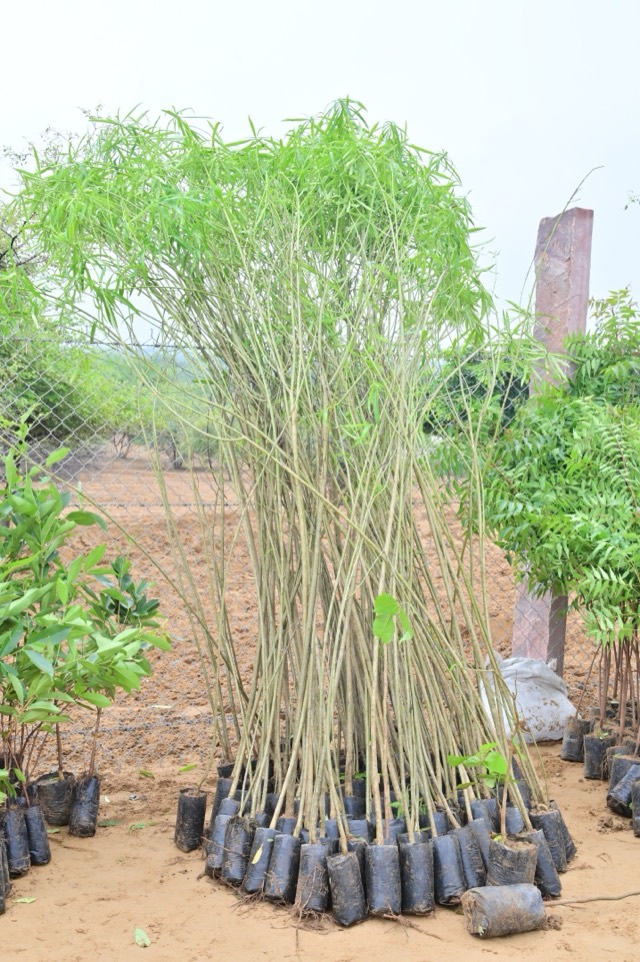 Plantation Drive - Photo 117