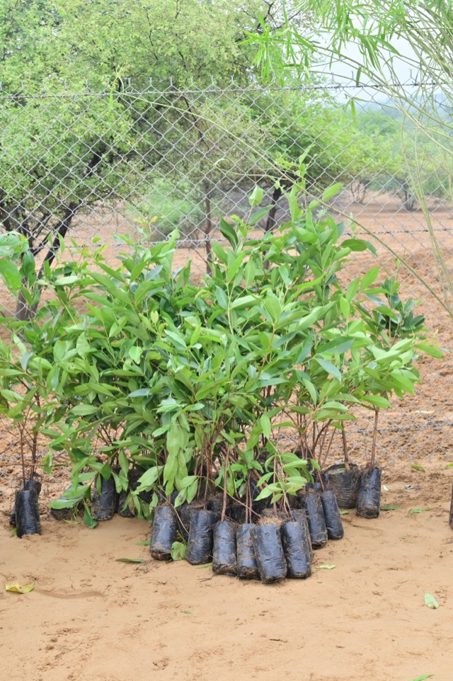 Plantation Drive - Photo 118