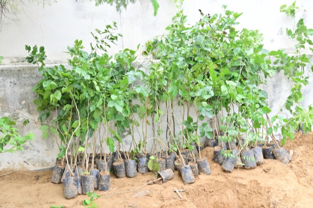 Plantation Drive - Photo 181