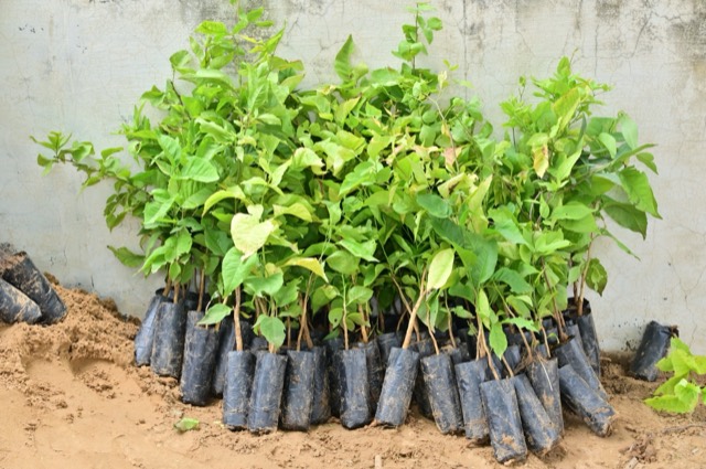 Plantation Drive - Photo 182