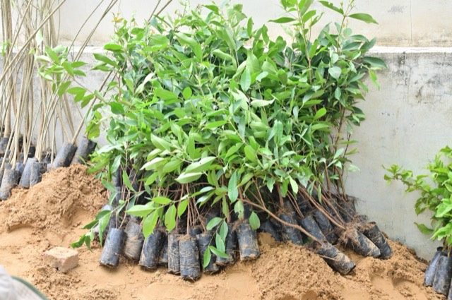 Plantation Drive - Photo 183