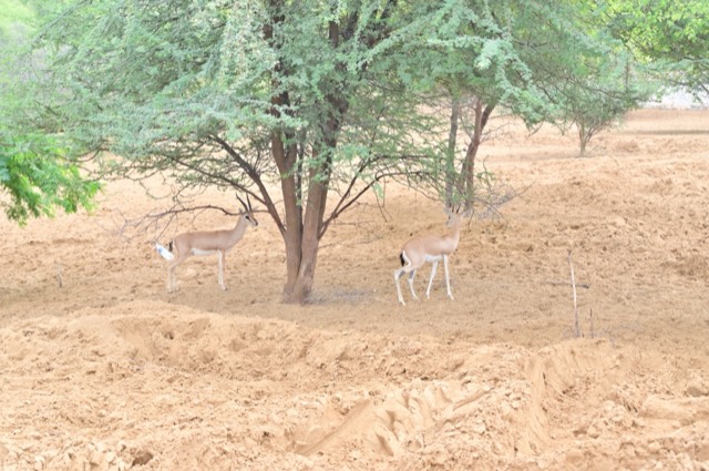 Plantation Drive - Photo 188