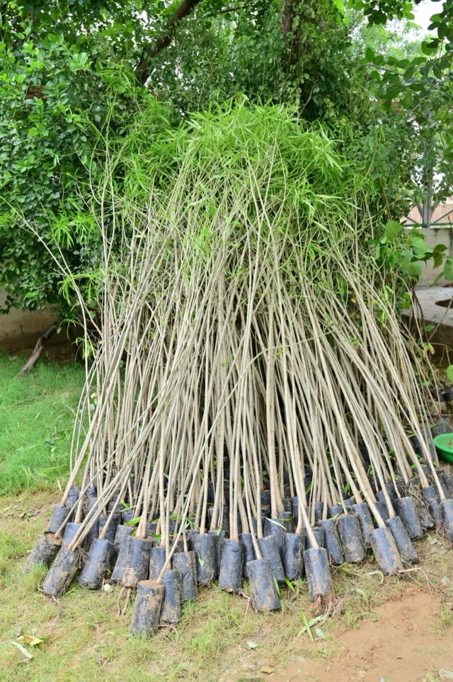 Plantation Drive - Photo 222