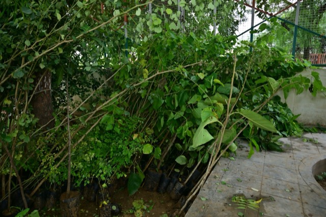 Plantation Drive - Photo 223